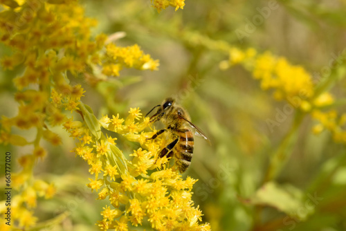 A honey bee, in autumn, collects pollen from a yellow flower.