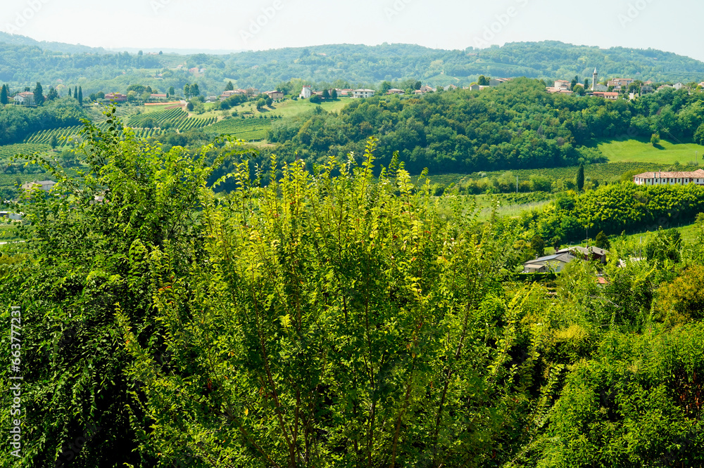 I vigneti del Prosecco nella regione di Valdobbiadene in provincia di Treviso. Veneto, Italia