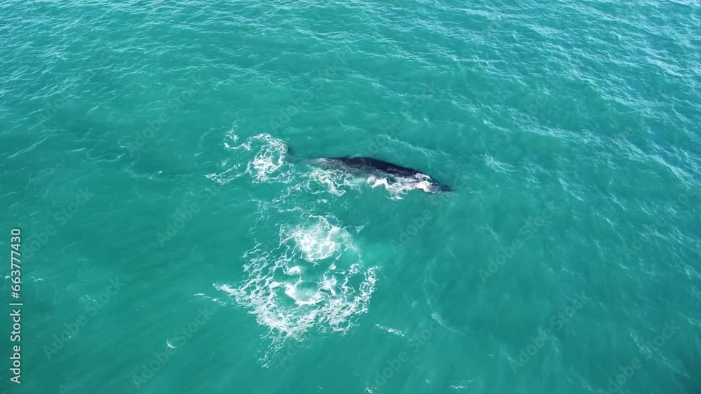 Aerial Shot of Humpback Whales Swimming, Diving and Playing Aerial Shot of Humpback Whales Swimming, Diving and Playing