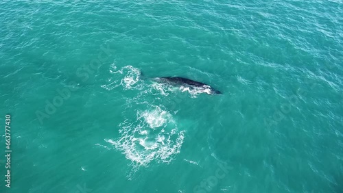 Aerial Shot of Humpback Whales Swimming, Diving and Playing