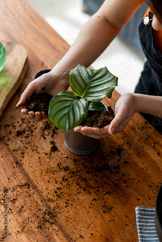Unrecognizable woman in apron while putting soil in a pot with a green plant recognizable woman in apron spraying water on green leaves plant at desk photo