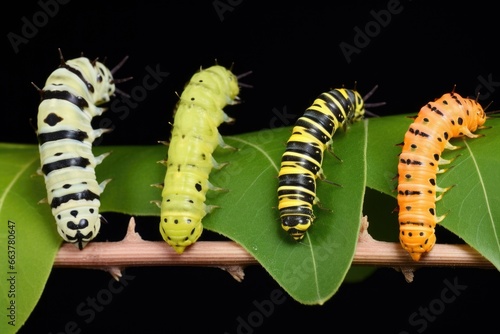 different stages of a caterpillars metamorphosis © altitudevisual