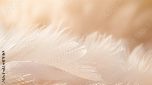 Beautiful fluffy white feather on a background