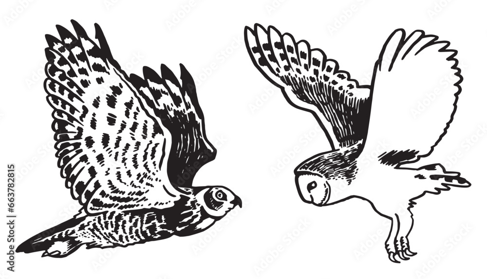 Fototapeta premium Graphical set of owls isolated on white, vector night bird,sketch