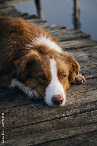 Beautiful purebred dog lies on a wooden pier on a foggy autumn morning over a lake or river. Australian Shepherd poses and sad. A peaceful landscape and a pet. Sad muzzle, the trick is sad head