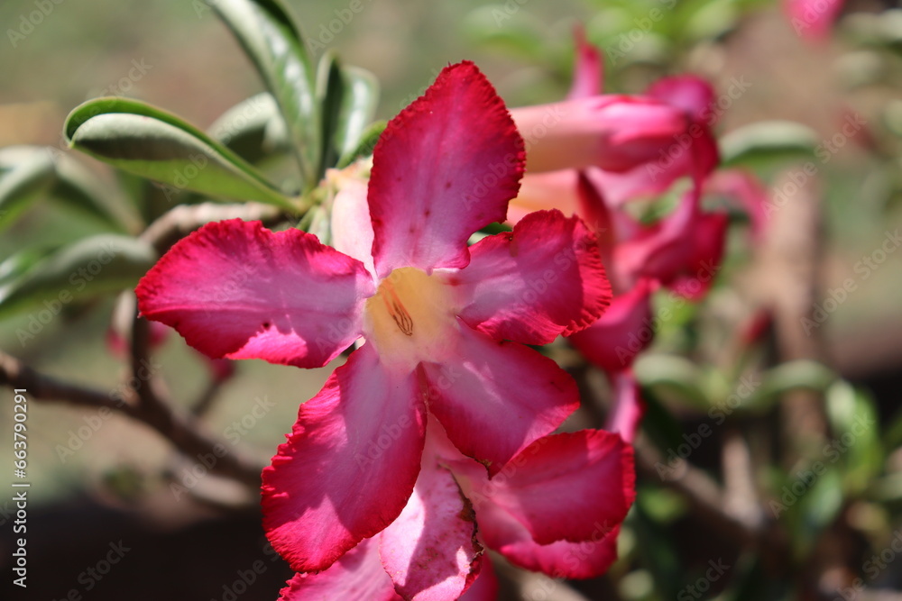 Gorgeous desert rose flower. Pink and pink flowering desert rose. Gorgeous desert rose flower. Pink and pink flowering desert rose.