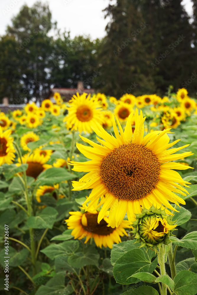 Field with sunflowers with non-sunny weather Field with sunflowers with non-sunny weather