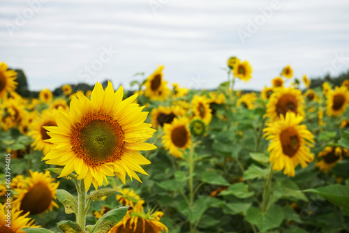Field with sunflowers with non-sunny weather © Kateryna