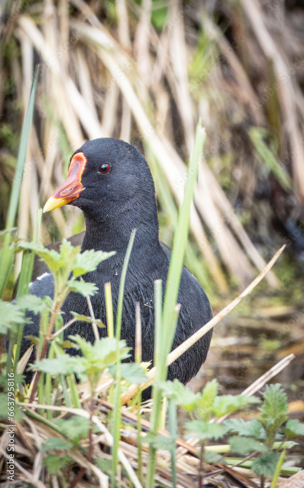 Obraz premium Common moorhen (Gallinula chloropus) hides behind the water greens. Close-up portrait of Waterhen. 