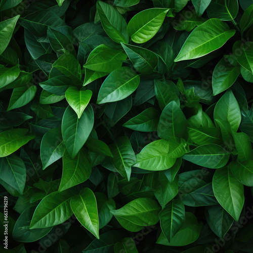 Fresh green leaves pattern background, natural background and wallpaper © mirexon