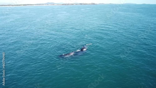 Aerial Shot of Humpback Whales Swimming, Diving and Playing