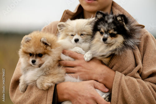 A young guy holds his Pomeranian dogs in his arms. Walking with Pomeranians in the park in autumn. Breeding, care and care of Pomeranian puppies. © sergo321