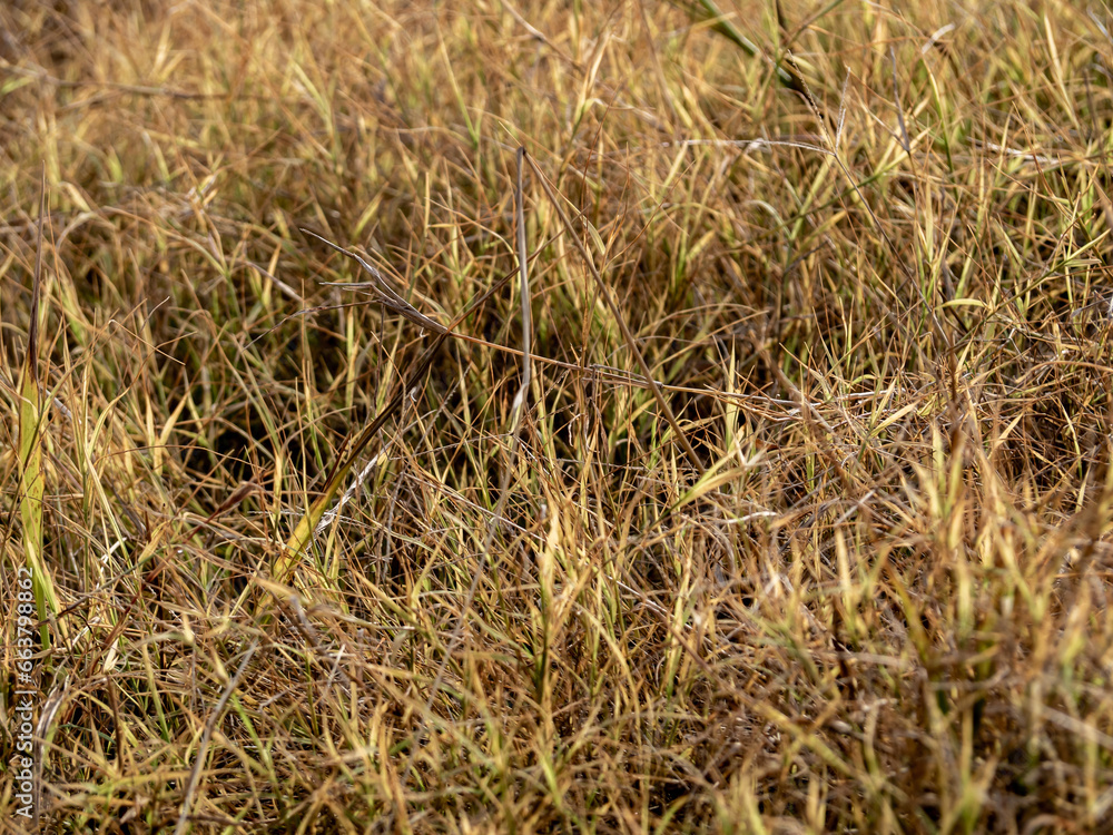 Fototapeta premium Grass flowers in the wasteland along the road