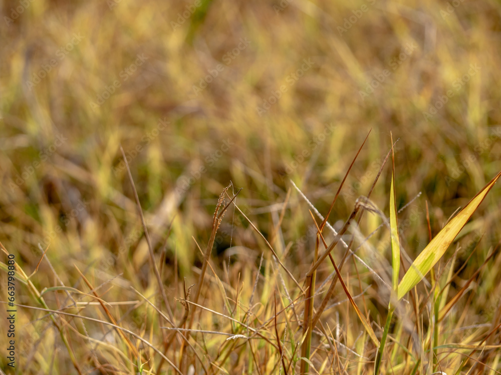 Fototapeta premium Grass flowers in the wasteland along the road