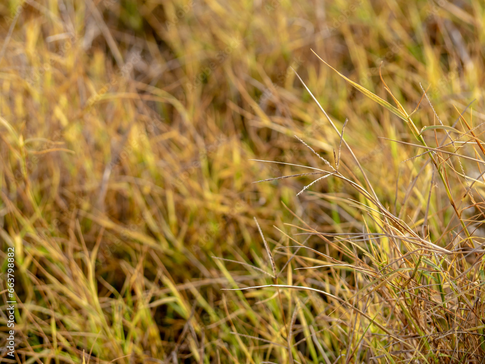 Grass flowers in the wasteland along the road Grass flowers in the wasteland along the road