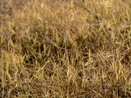 Grass flowers in the wasteland along the road