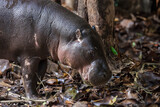 The little Liberian Hippopotamus stands by a wooden fence.