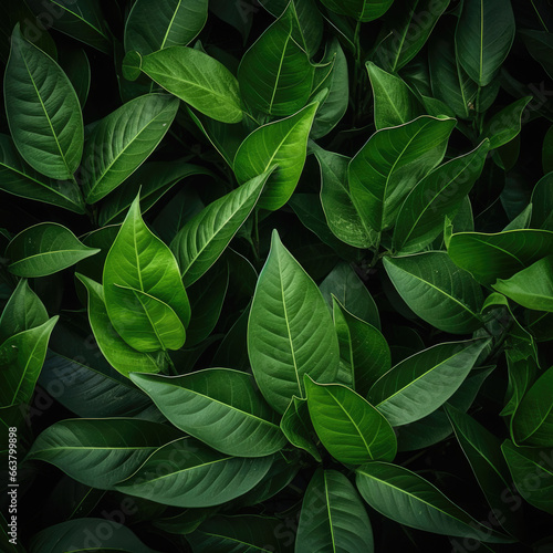 Green leaves background. Green leaves color tone dark.
