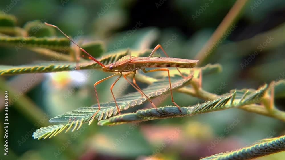 leaf footed bugs Coreidae is a large family of predominantly sap sucking insects in the Hemipteran suborder Heteroptera.