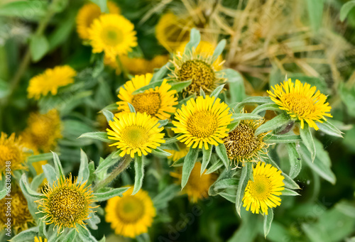 wild plants. Yellow flowers growing on their own in nature. photos of yellow daisies.