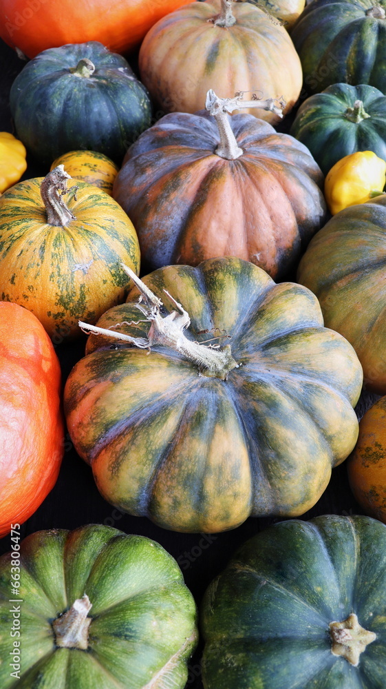 Colorful varieties of pumpkins and squashes. Color gradient background