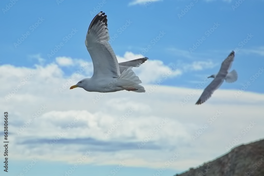 Obraz premium Seagulls over the water of Lake Baikal.
