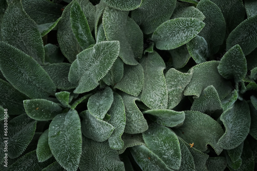 Fototapeta premium Green leaves with texture closeup