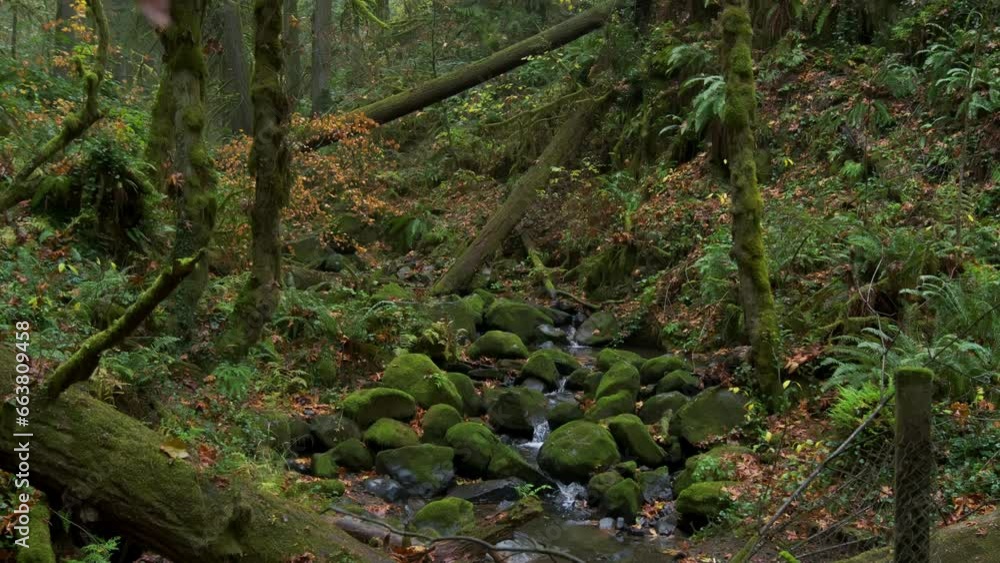 Forest in Oregon National Park, mountain waterfall. Wide shot footage Forest in Oregon National Park, mountain waterfall. Wide shot footage