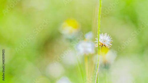 Whispers of the Meadow: Close-Up Soft Focus Grass Flower and Wildflowe photo