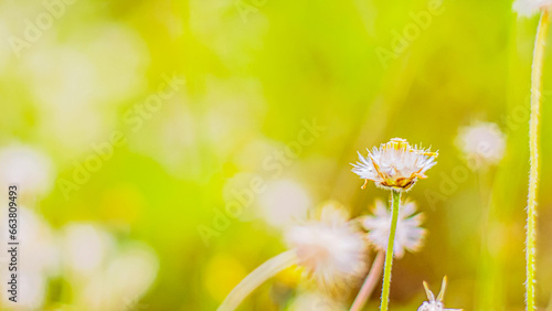 Whispers of the Meadow: Close-Up Soft Focus Grass Flower and Wildflowe photo