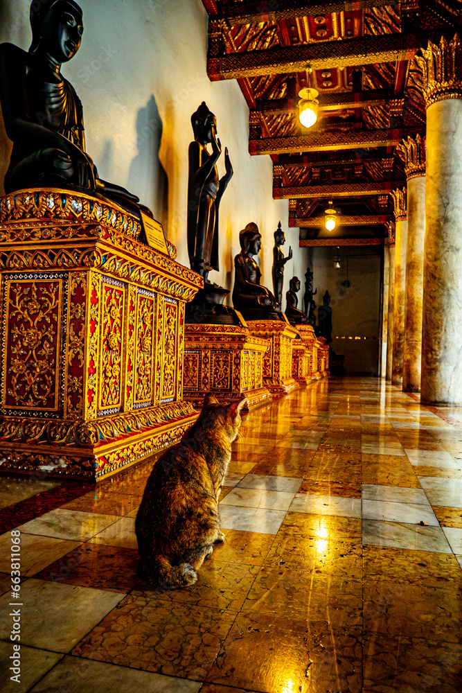 Naklejka premium Tranquil Encounters: Cat Resting at Wat Benchamabophit Dusitvanaram, the Serene Marble Temple of Bangkok, Thailand