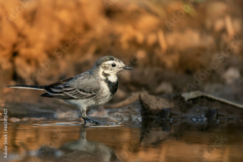 A wagtail in a puddle, golden hour