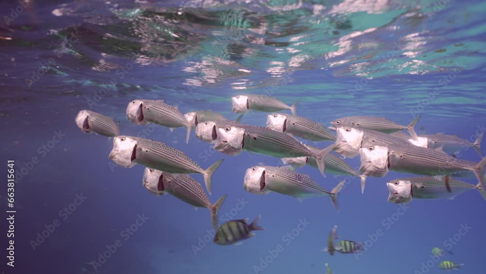 Closeup of group of Striped mackerel or Indian mackerel (Rastrelliger