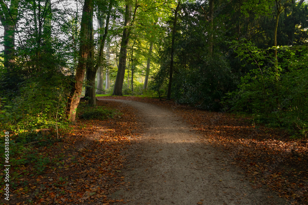 Fototapeta premium Walking path with autumn atmosphere in the park outdoors