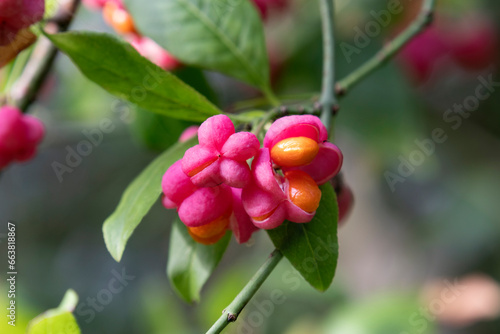  Pink Flower and orange berries from the Euonymus plant close up
