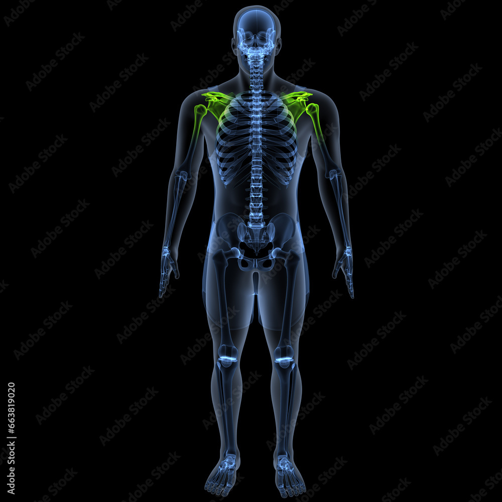 human skeleton femur,tibia,fibula,sacrum and spine,vertebrae anatomy. 3d illustration human skeleton femur,tibia,fibula,sacrum and spine,vertebrae anatomy. 3d illustration