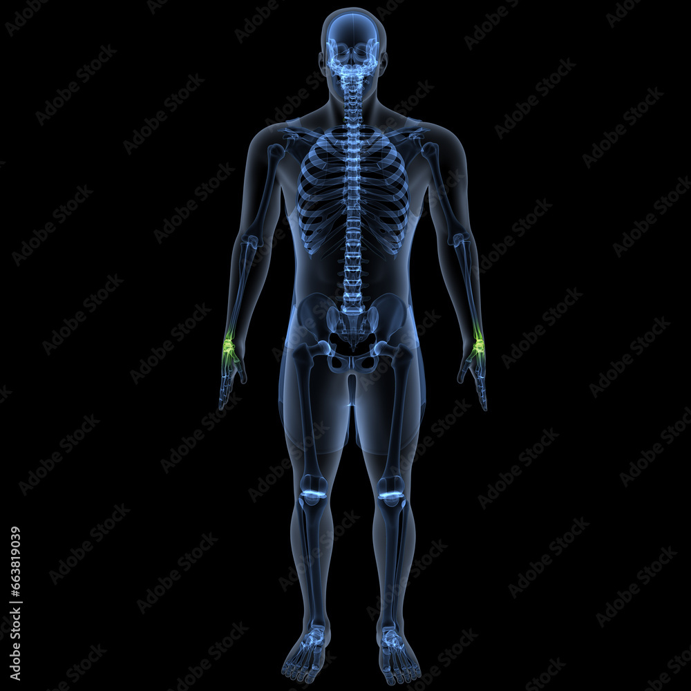 human skeleton femur,tibia,fibula,sacrum and spine,vertebrae anatomy. 3d illustration human skeleton femur,tibia,fibula,sacrum and spine,vertebrae anatomy. 3d illustration