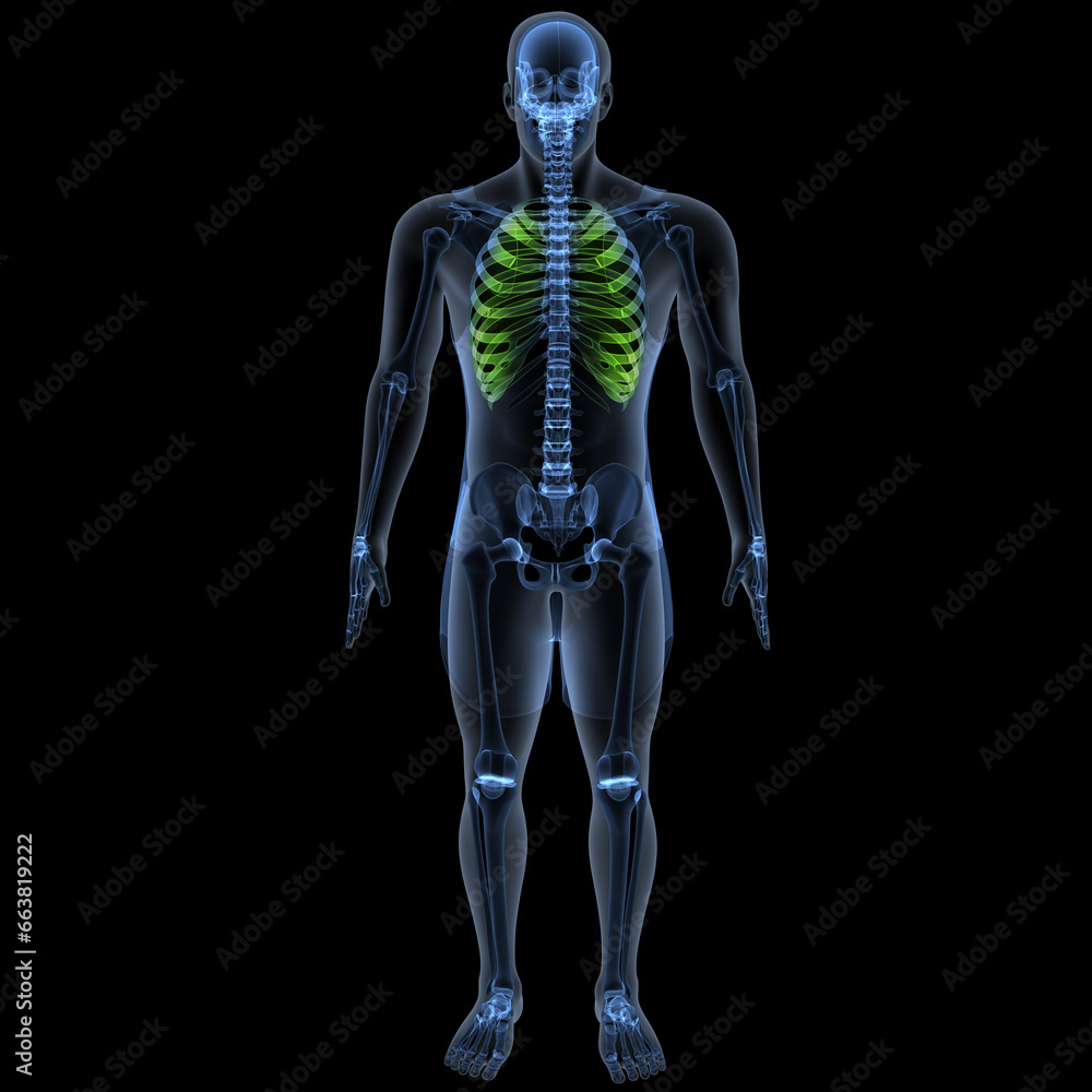 human skeleton femur,tibia,fibula,sacrum and spine,vertebrae anatomy. 3d illustration human skeleton femur,tibia,fibula,sacrum and spine,vertebrae anatomy. 3d illustration