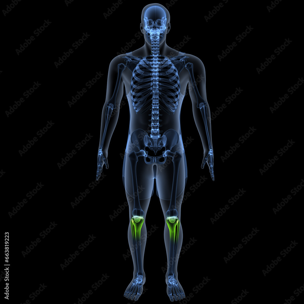 human skeleton femur,tibia,fibula,sacrum and spine,vertebrae anatomy. 3d illustration human skeleton femur,tibia,fibula,sacrum and spine,vertebrae anatomy. 3d illustration