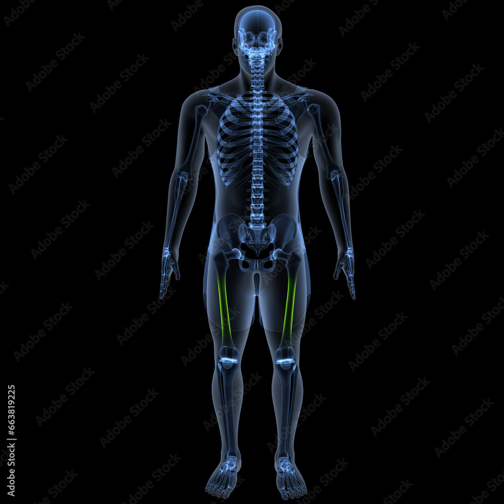 human skeleton femur,tibia,fibula,sacrum and spine,vertebrae anatomy. 3d illustration human skeleton femur,tibia,fibula,sacrum and spine,vertebrae anatomy. 3d illustration