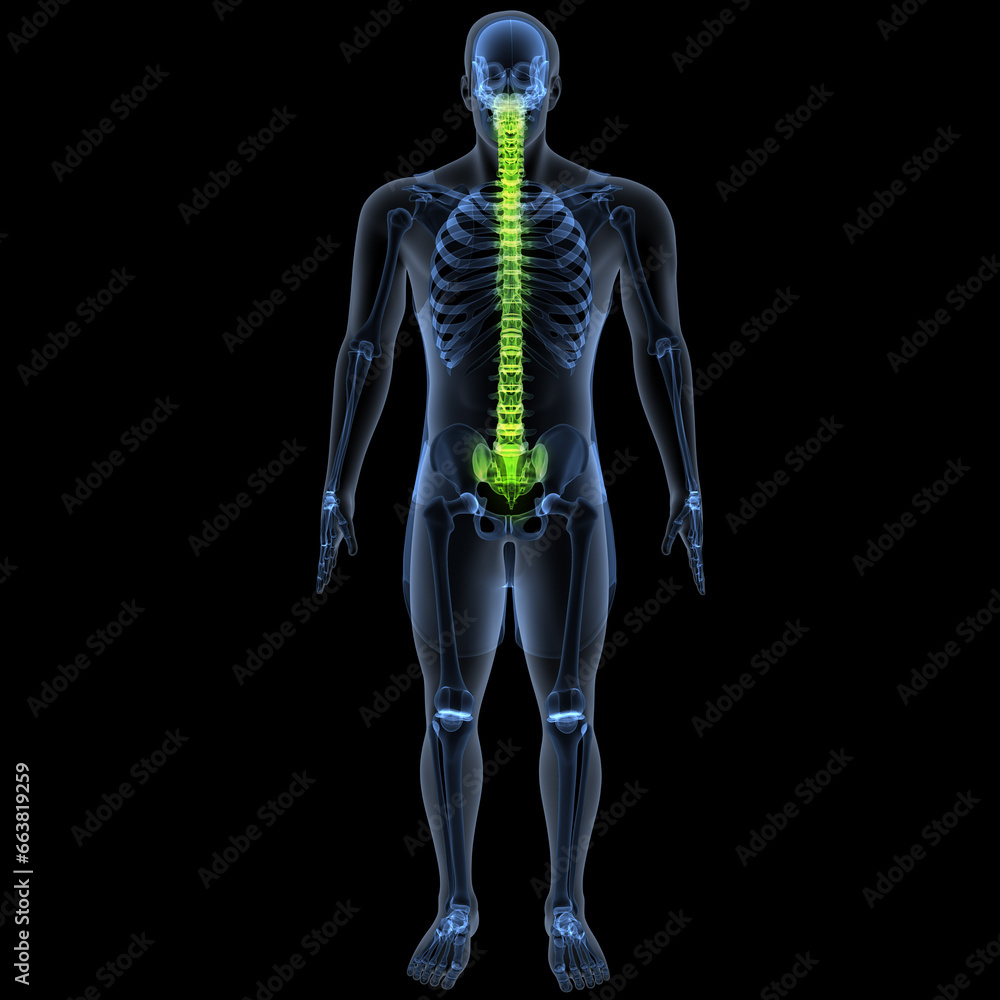 human skeleton femur,tibia,fibula,sacrum and spine,vertebrae anatomy. 3d illustration human skeleton femur,tibia,fibula,sacrum and spine,vertebrae anatomy. 3d illustration