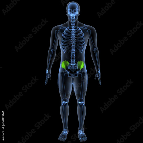 human skeleton femur,tibia,fibula,sacrum and spine,vertebrae anatomy. 3d illustration © PIC4U
