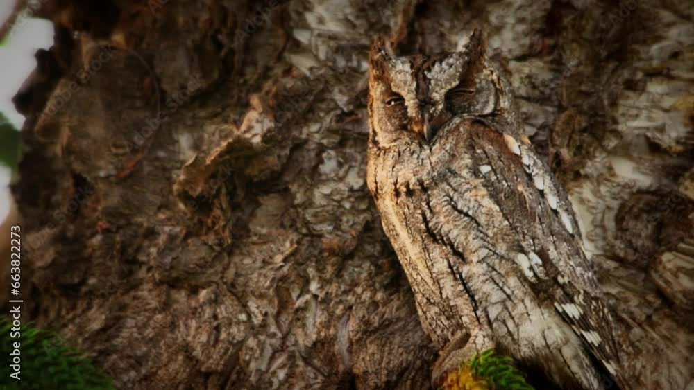 A camouflaged scops owl in a tree, rearing up in case of danger A camouflaged scops owl in a tree, rearing up in case of danger