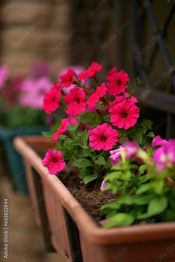 Petunia sprouts in a box. Red petunias bloom in a hanging pot in July in the private yard