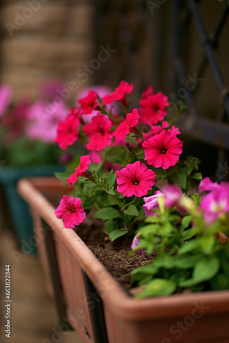 Petunia sprouts in a box. Red petunias bloom in a hanging pot in July in the private yard