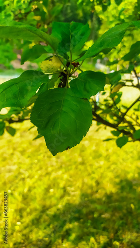 Green leaves of the apple tree on the background of green grass