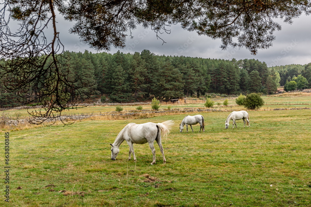White mares in the meadow grazing and pine forest. Hoyos del Espino, Sierra de Gredos, Ávila, Spain. White mares in the meadow grazing and pine forest. Hoyos del Espino, Sierra de Gredos, Ávila, Spain.