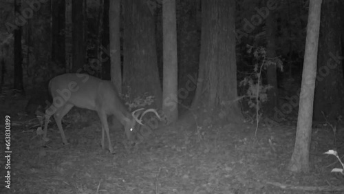 A mature Whitetail Deer buck feeding in the woods at night photo
