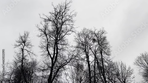 Top of the trees swaying during the windy autumn day. 