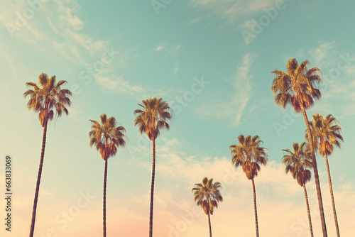 Redeo Los Angeles Vintge Palm Trees Vintage - clear summer skies photo